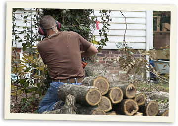 Making firewood for folks in need Cutting down a tree for firewood
